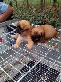 沛县狗市爆料最新消息今天,最新爆料揭示惊人内幕！