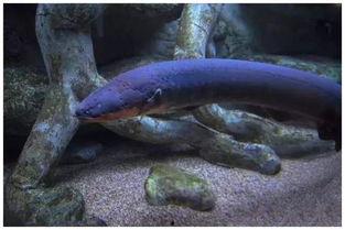 电鳗最新爆料视频下载,视频内容深度解析