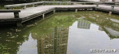 小区爆料家暴事件案例最新,邻里安全谁来守护？